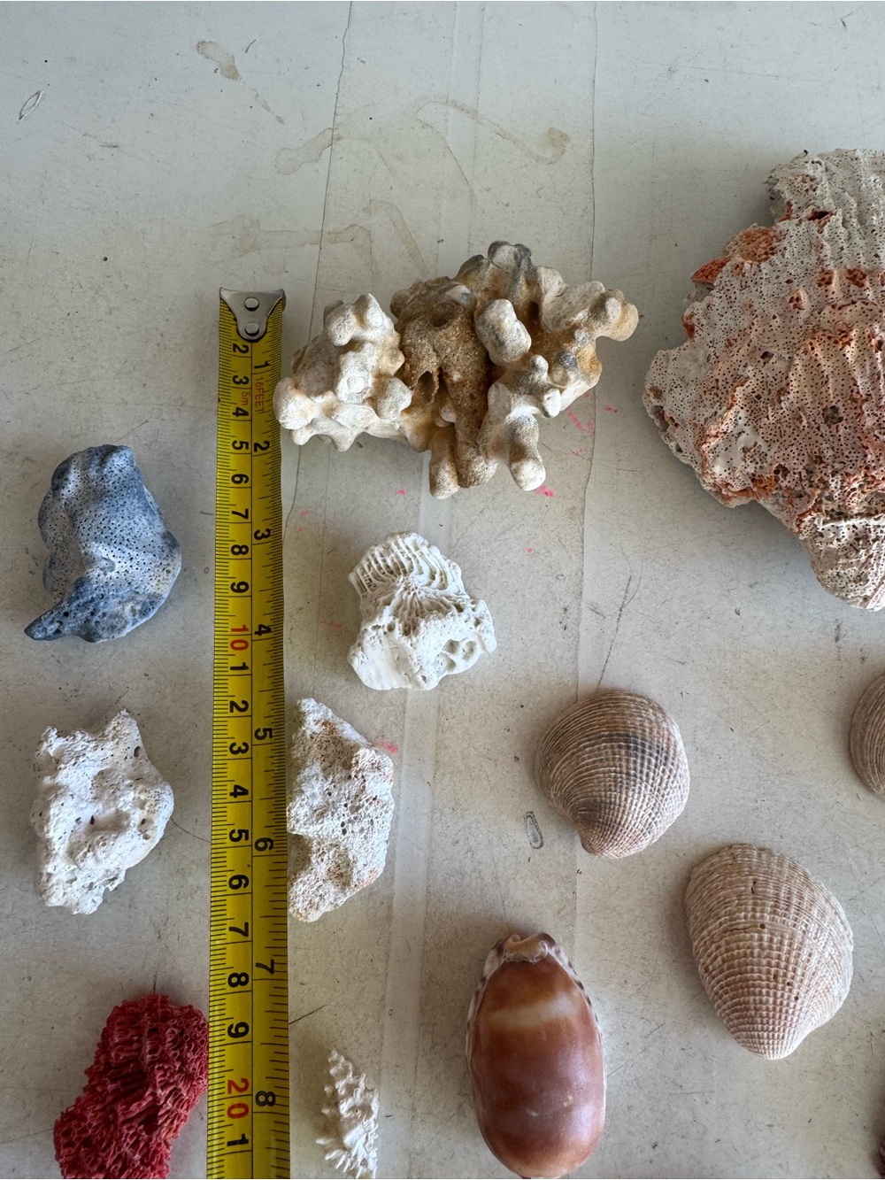 Decorative Assorted Sea Shells and Coral Collection - Picture 4 of 5